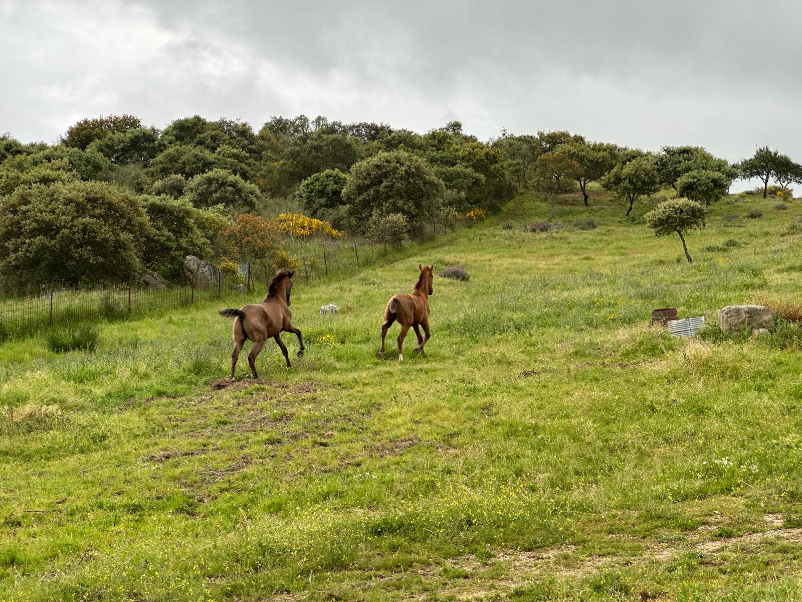 Caballos corriendo en La Nava